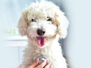 dog with doctor