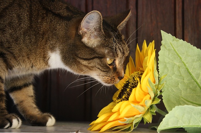 cat sniffing sunflower