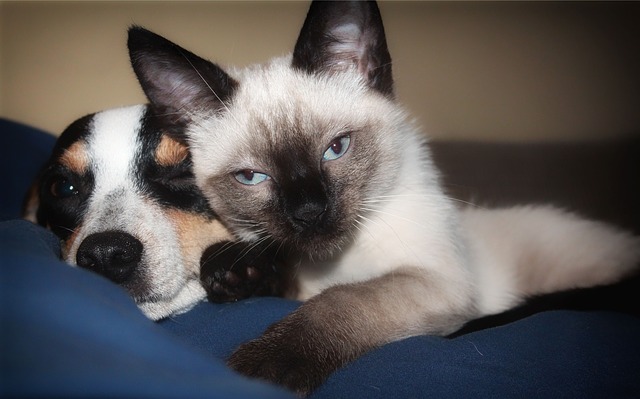 Dog and Siamese cat