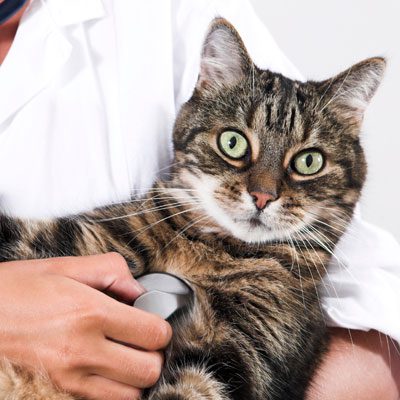 cat with doctor
