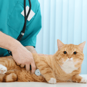Food Safety For Pets