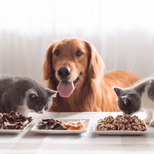 Food Safety For Pets