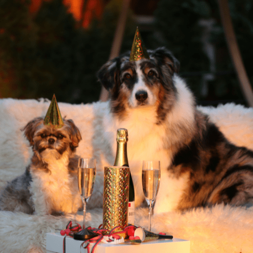 Brownish Shih Tzu and a German Shepherd with party hats and wine glasses
