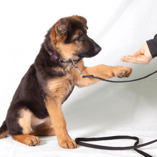 Dark brown doggy on leash with one paw up