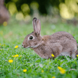 Brown rabbit on a grass with small yellow flowers