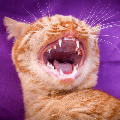 Ginger cat with mouth wide open