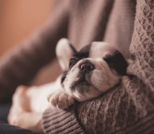 Puppy dog in a human arm sleeping soundly