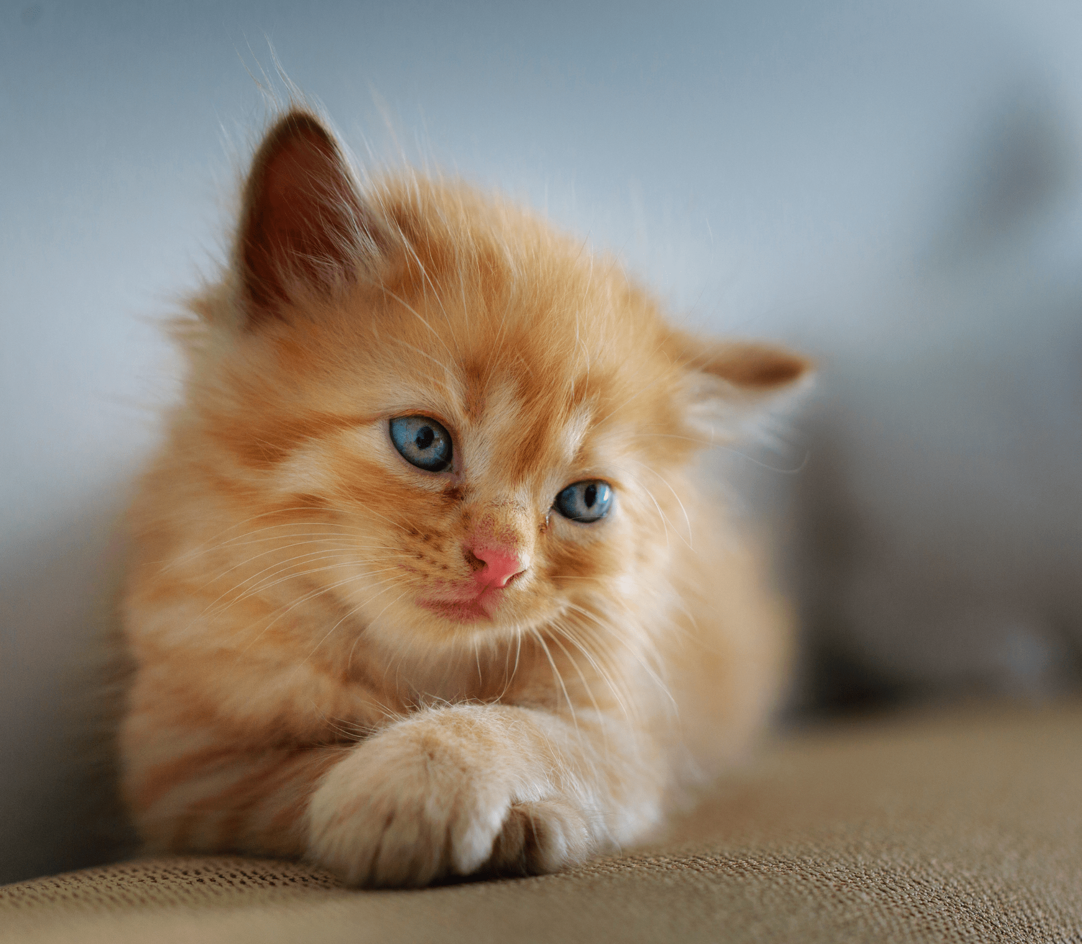 Ginger kitten with blue eyes posing cute