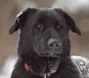 Black big dog looking sheepishly
