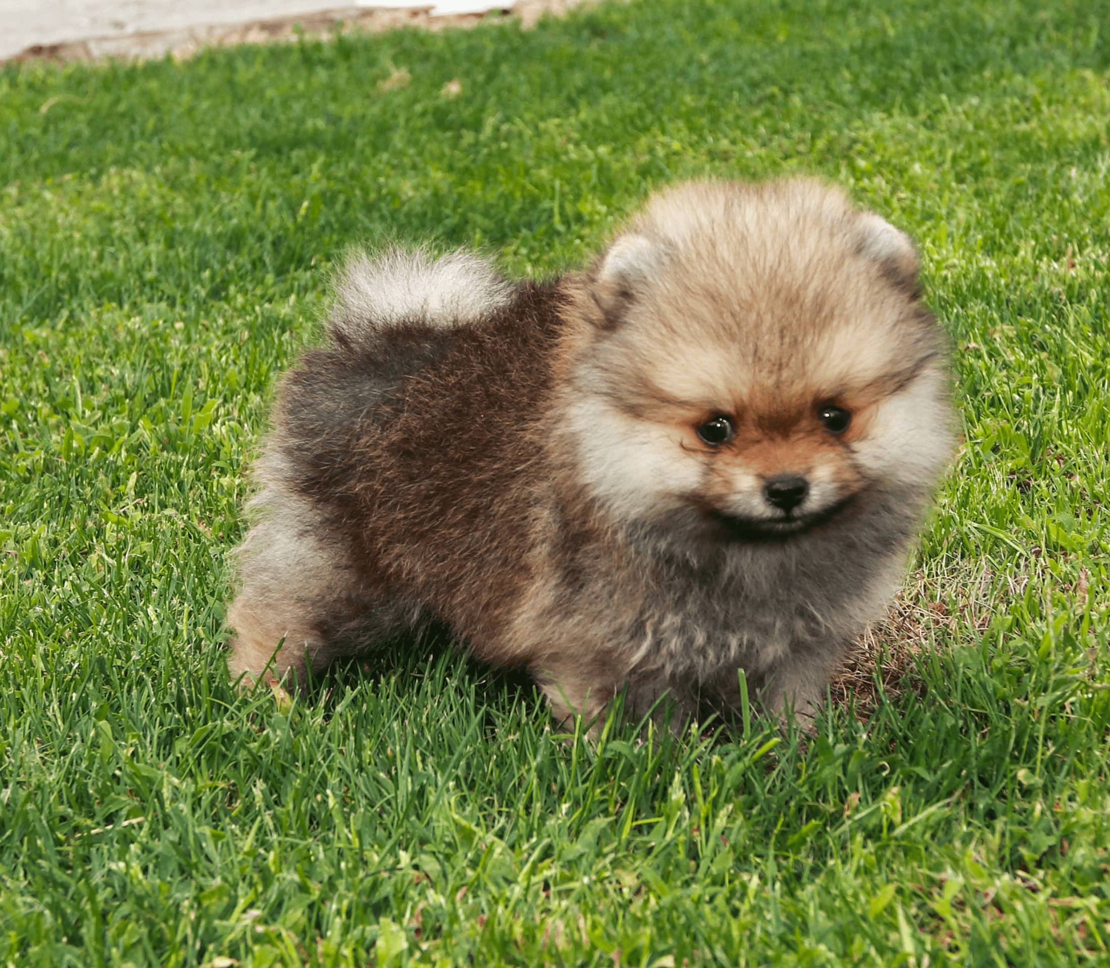 Brownish Pomeranian dog on a grassy yard