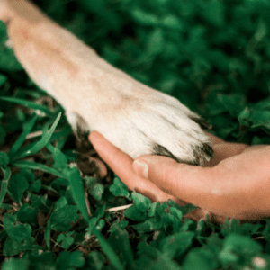 Brownish dog paw on a human hand
