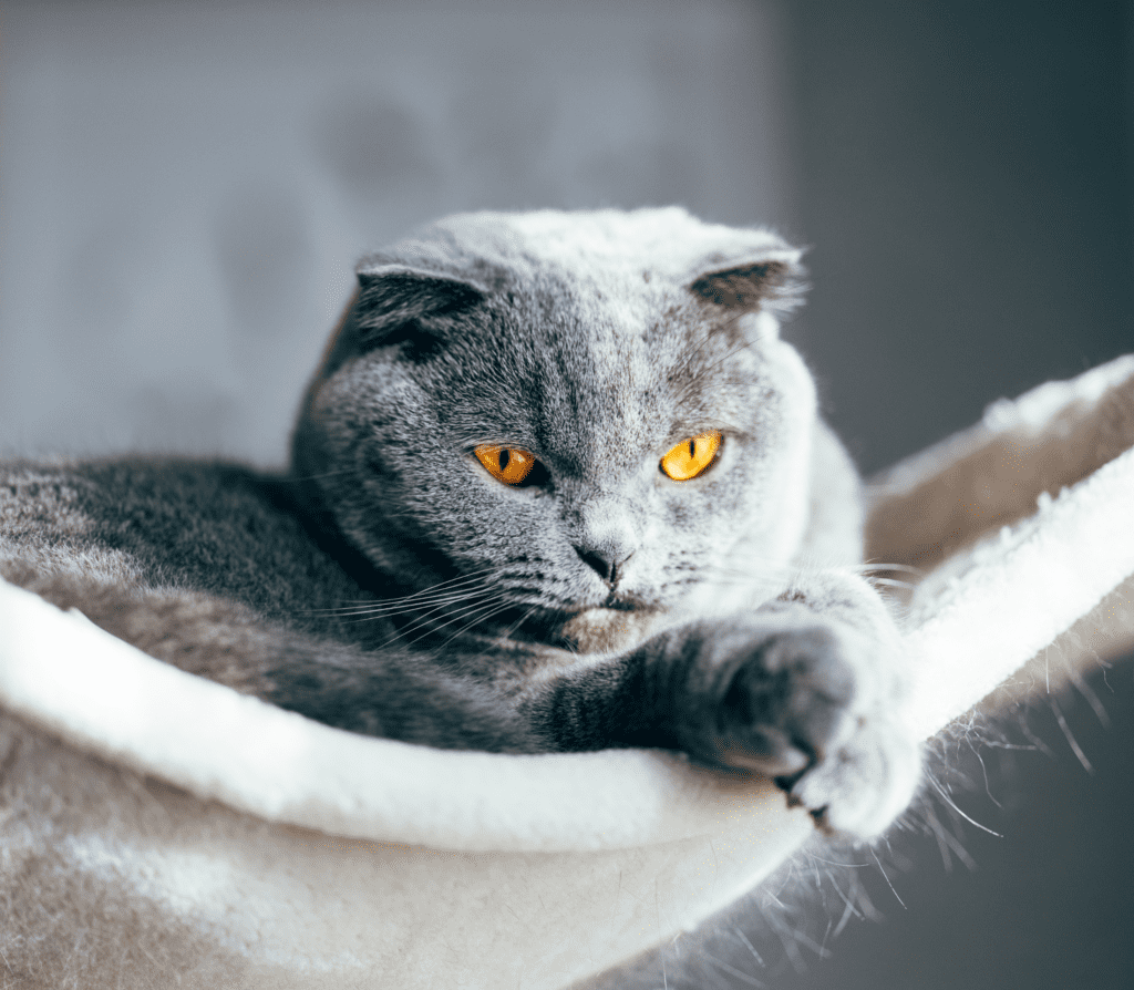 Gray adult cat with orange eyes in a cat swing