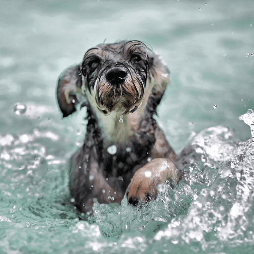 Grayish Terrier swimming on waters