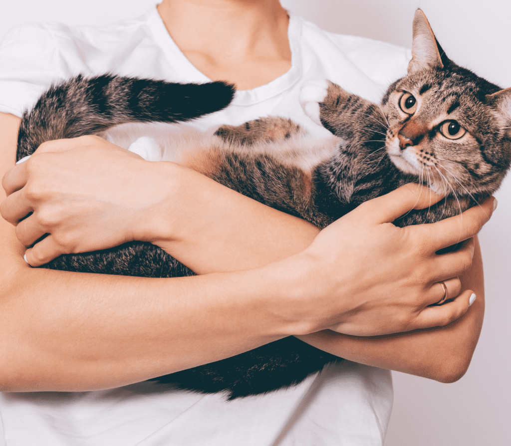 Gray cat snuggled in two human arms