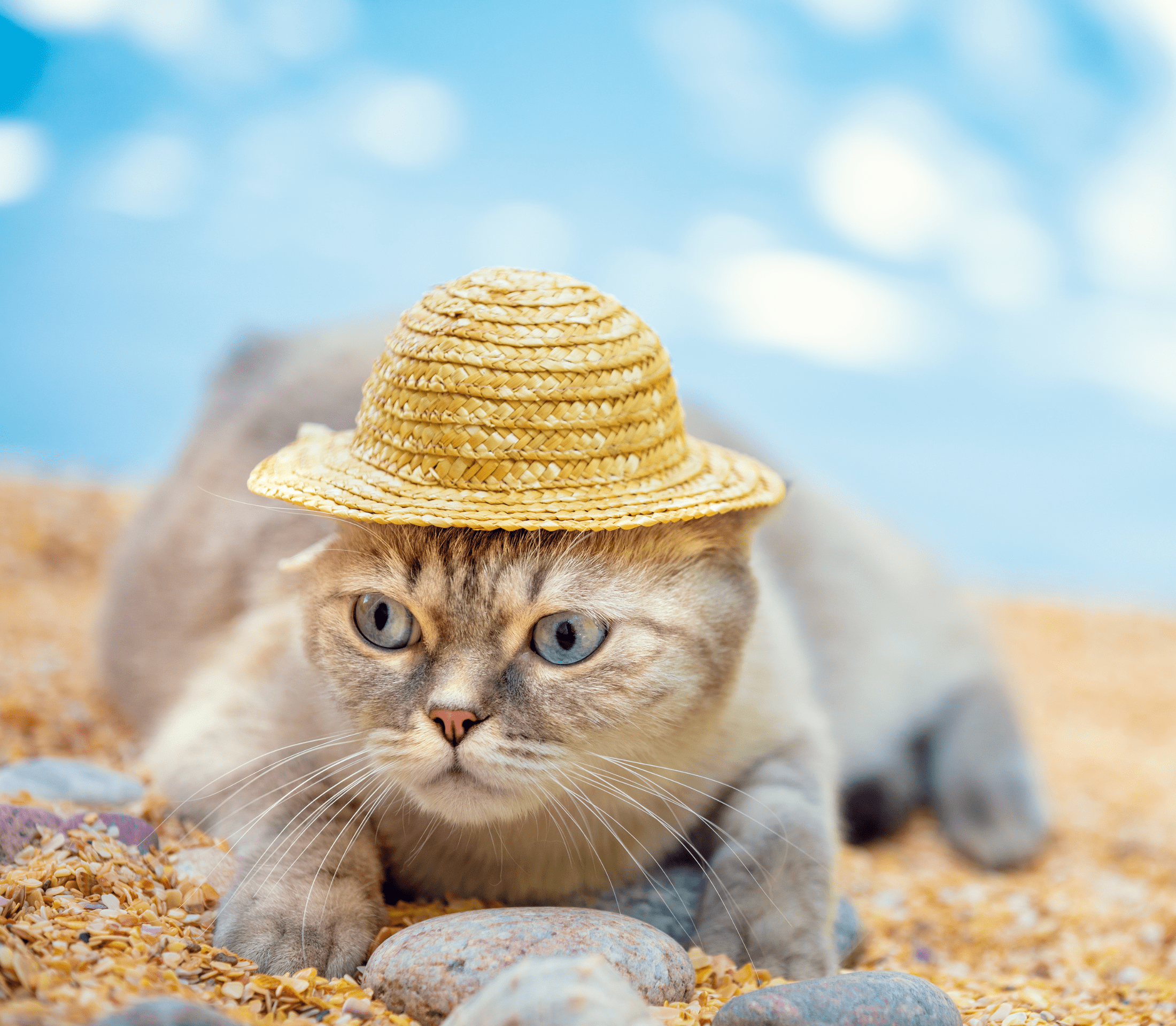 Pale gray colored kitty laying on the sand with brown woven summer hat