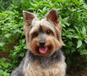 Brownish hairy yorkie dog with leafy background