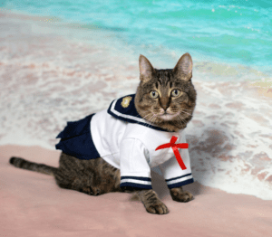 tabby cat in seafarer uniform with shore background