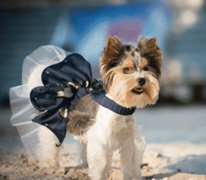 Chihuahua with a tutu skirt