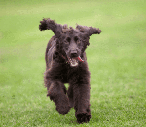 Spoodle running with tongue sticking out