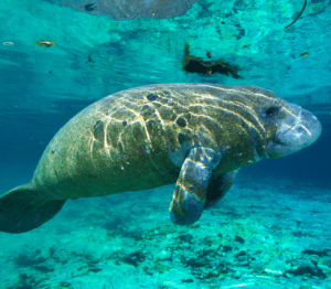 One large manatee swimming under water