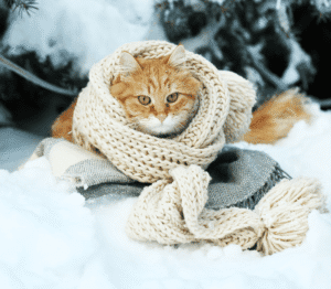 Ginger cat with a white knitted scarf