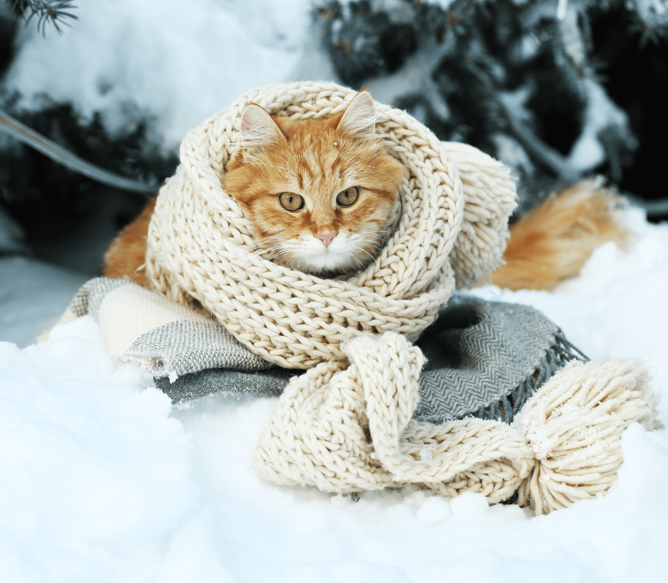 Ginger cat with a white knitted scarf