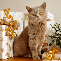 Brownish golden cat with orange eyes and gifts in the background