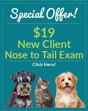 Special Offer - $19 New Patient Nose to Tail Exam - Click Here