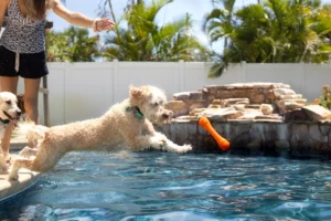 Dog jumping into swimming pool