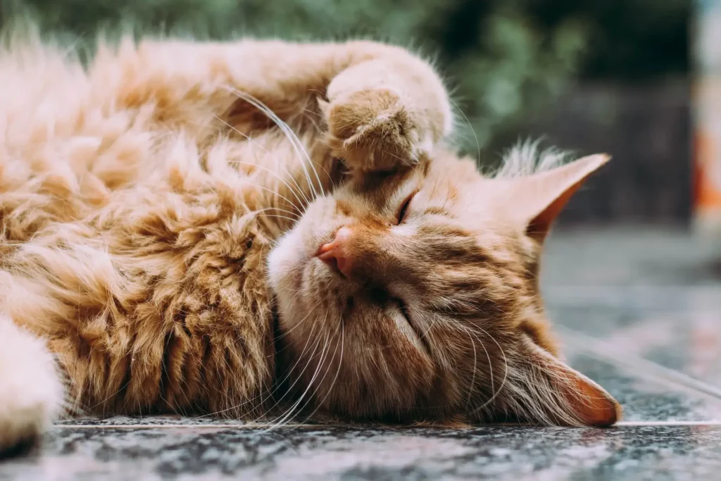 cat with orange fur