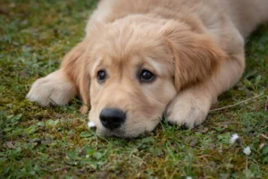 Puppy with head on paws