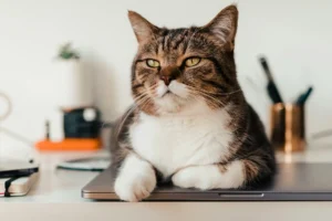 Cat on desk