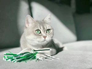 Grey cat with green toy