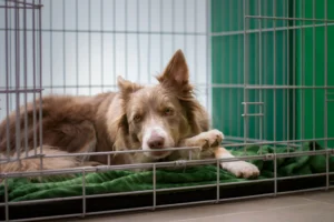 Dog in open crate