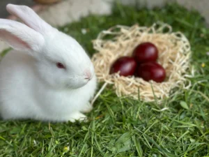 A white rabbit with pink eyes sits next to a small nest of straw with three red eggs. The rabbit and nest are on a patch of green grass.