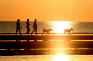 A silhouette shot of three people and two dogs walking against a golden sky over the ocean.
