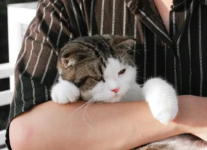 A cat with a black striped head is being held in a person's arms.