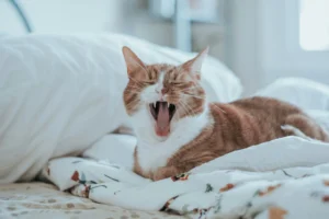 A cat lies on a white bed and yawns, with its mouth wide open.