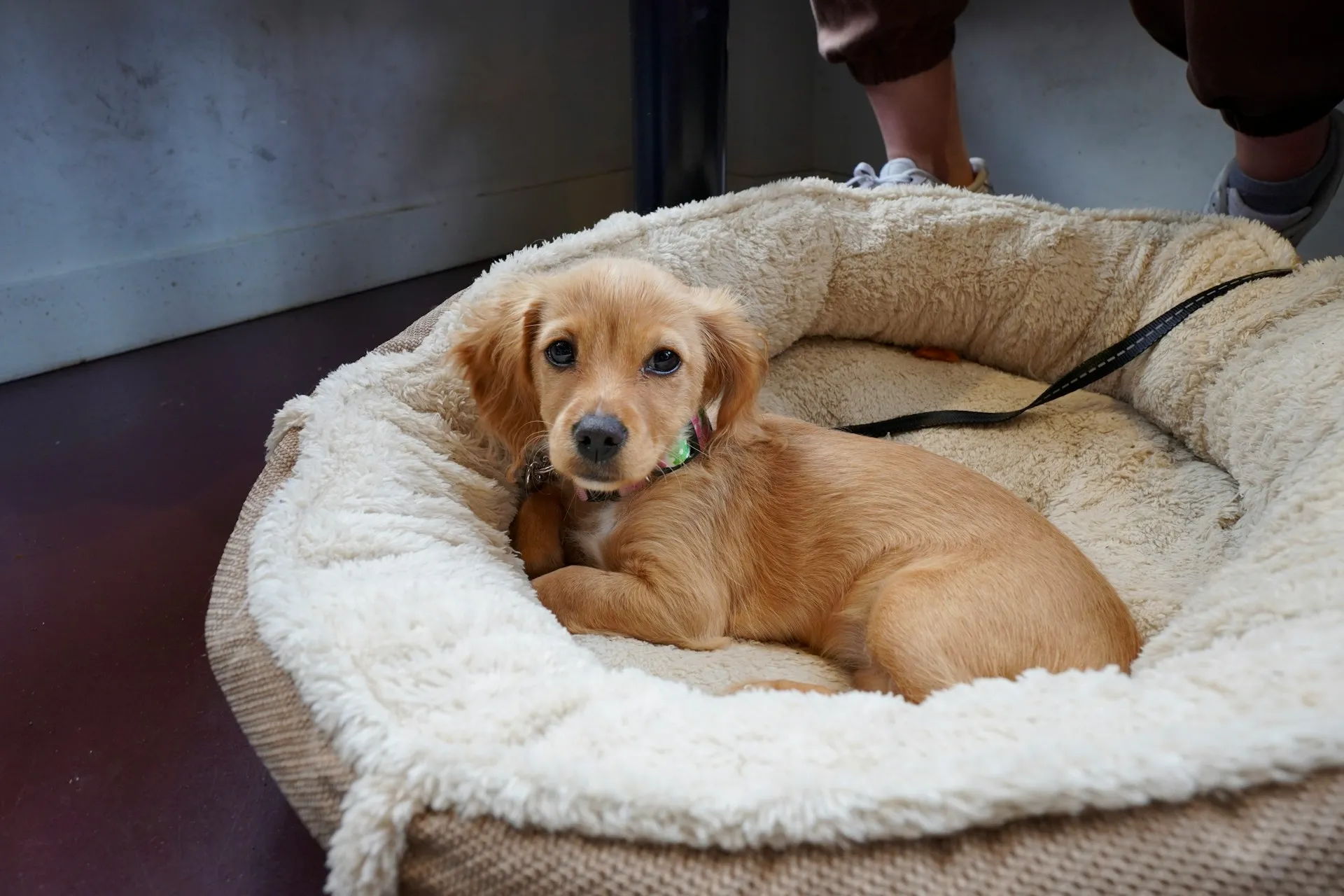 A light brown Golden Retriever puppy lies in a dog bed with a leash tied to it.