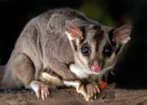 A brown sugar glider sits on a branch.