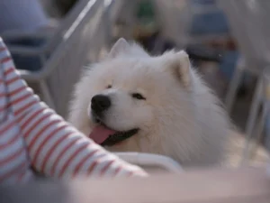 A fluffy white Samoyed dog with a its tongue sticking out.
