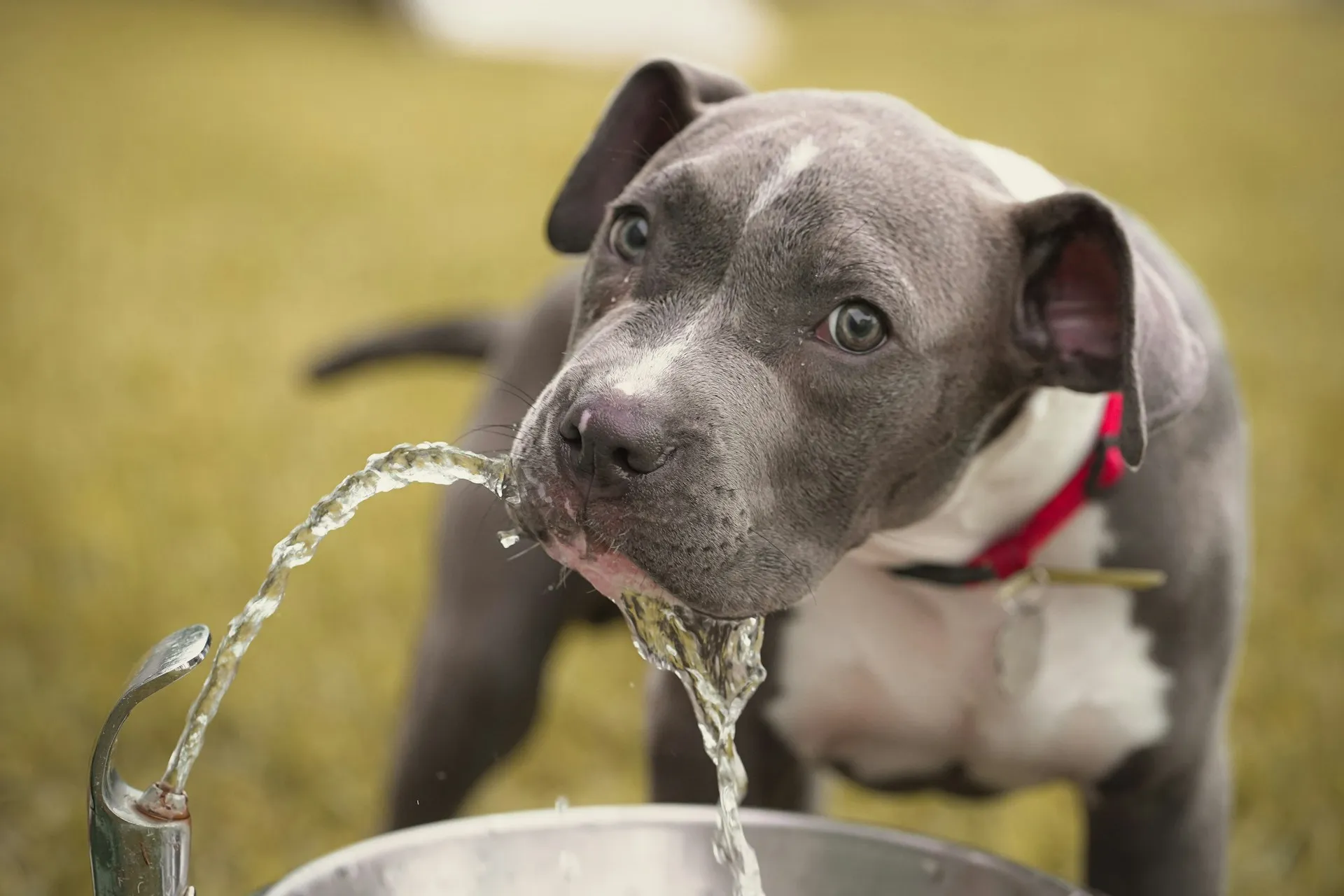 An American Pit Bull Terrier drinks from a water fountain. Its red collar is visible.