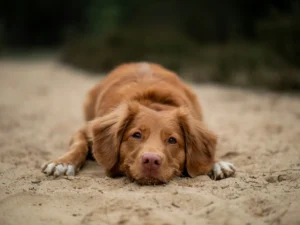 A brown dog with white paws lies on a sandy path, looking at the camera.