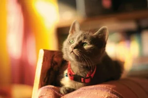 A young gray cat with bright green eyes and a red collar looks up toward a sunlit window.