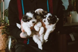 A person with tattooed arms holds three black and white puppies.