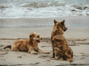 Two small dogs, one fluffy and light brown, the other with a dark brindle coat, are on a sandy beach looking at the ocean.