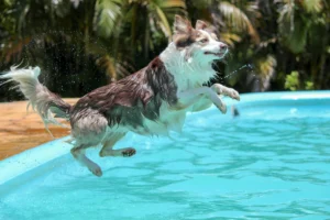 A brown, black, and white border collie dog leaps into a swimming pool.