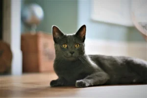 A short-haired gray cat with bright yellow eyes lies on a wooden floor.