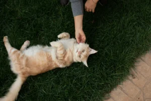 A large fluffy orange cat lies on its back on green grass, and a person's hand pets its chin.