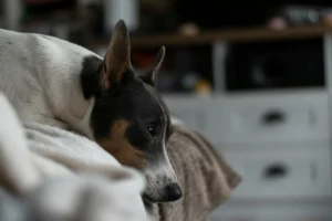 A close-up of a small black, white, and tan dog lying on a blanket.